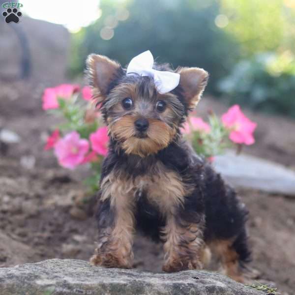 Flora, Yorkie Puppy